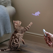 Tease Torch for Cats