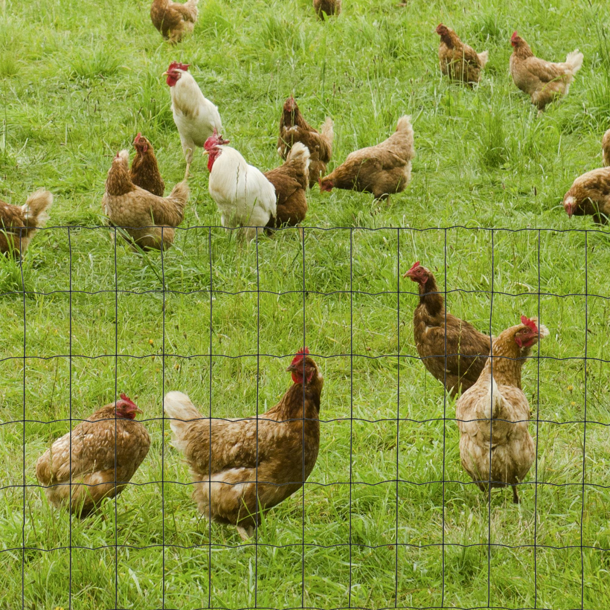 cortex-london-windsor-green-pvc-coated-chicken-wire-mesh-61cm-x-1000cm