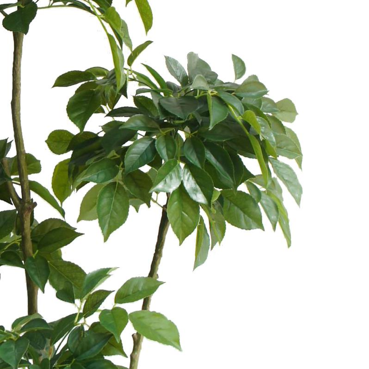 cortex-london-kensington-radermachera-artificial-tree-150cm-black-plastic-pot