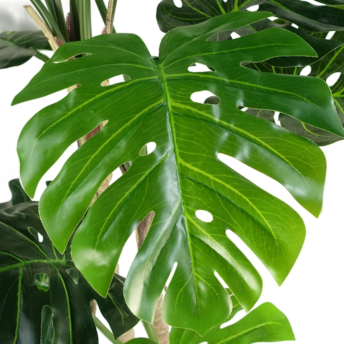 cortex-london-windsor-monstera-plant-150cm-black-pot-silver-metal-planter