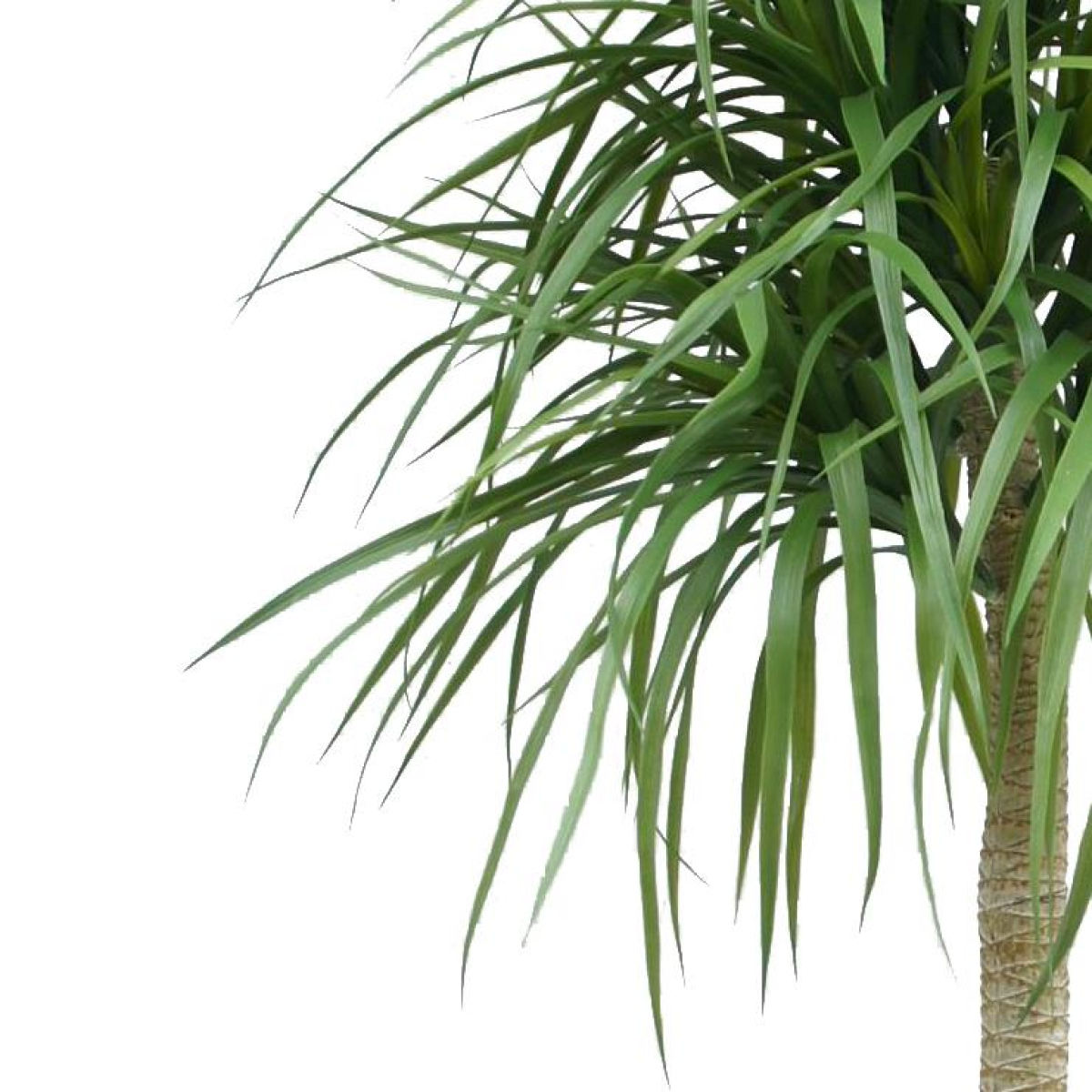 cortex-london-windsor-dracaena-artificial-tree-180cm-black-plastic-pot