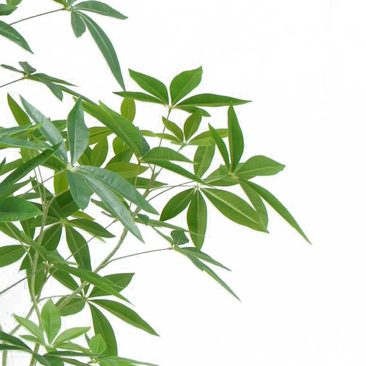 cortex-london-kensington-150cm-artificial-money-tree-pachira-black-plastic-pot