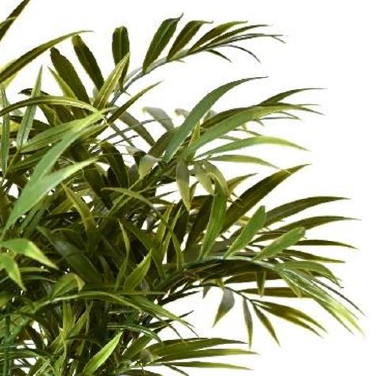 cortex-london-york-fire-retardant-artificial-palm-tree-stem-40cm-bare-stem-no-pot
