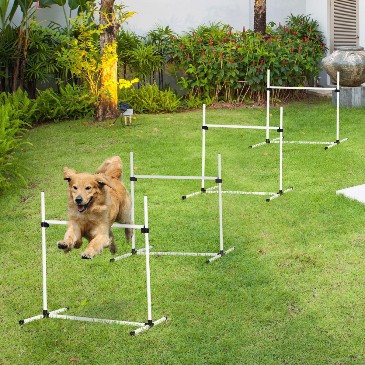 cortex-london-windsor-canine-agility-jump-training-set-portable-adjustable