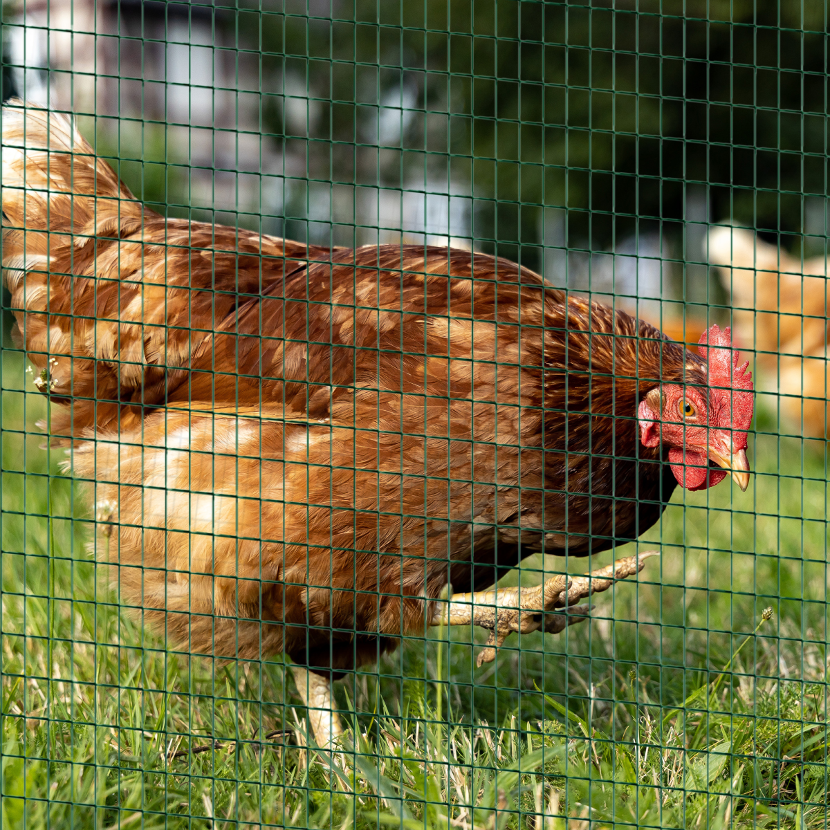 cortex-london-windsor-pawhut-pvc-coated-poultry-mesh-fence