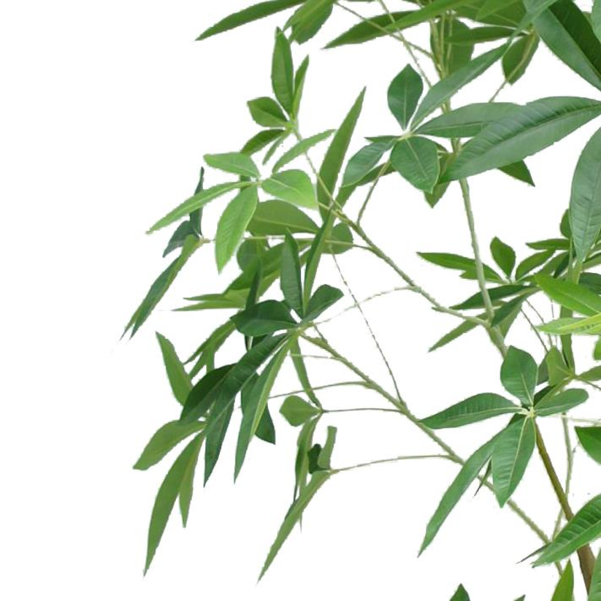 cortex-london-kensington-artificial-money-tree-pachira-210cm-black-plastic-pot
