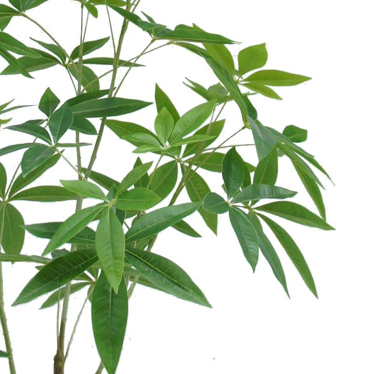 cortex-london-kensington-120cm-artificial-money-plant-pachira-tree-black-plastic-pot