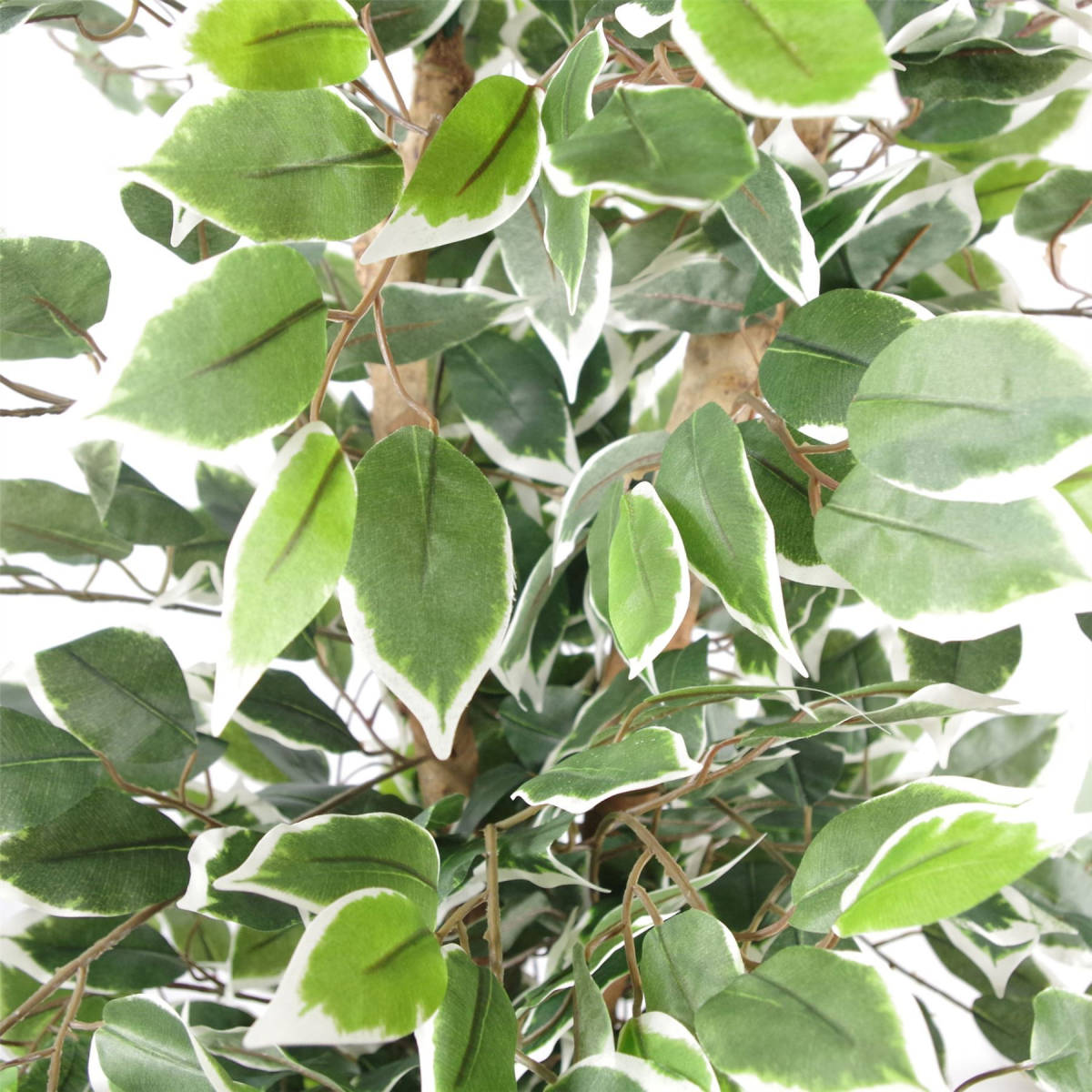 cortex-london-windsor-variegated-ficus-tree-gold-metal-planter-130cm