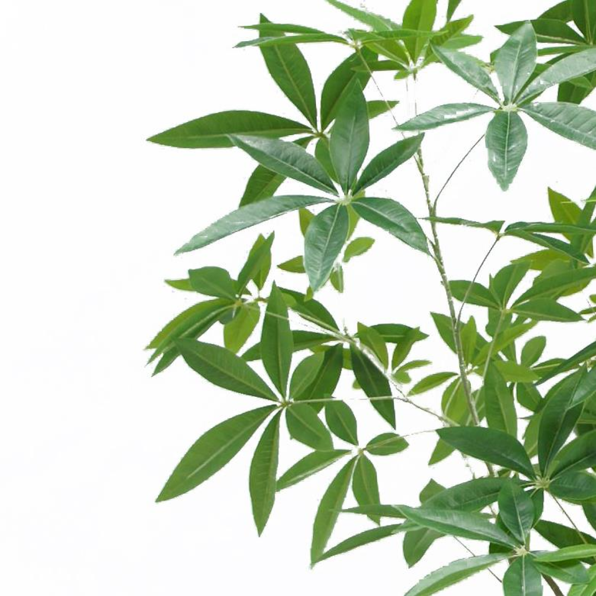 cortex-london-kensington-180cm-artificial-money-tree-pachira-black-plastic-pot