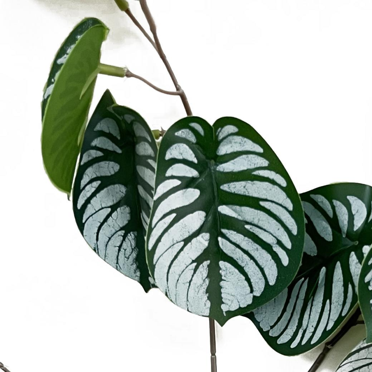 cortex-london-kew-zebra-foliage-70cm-artificial