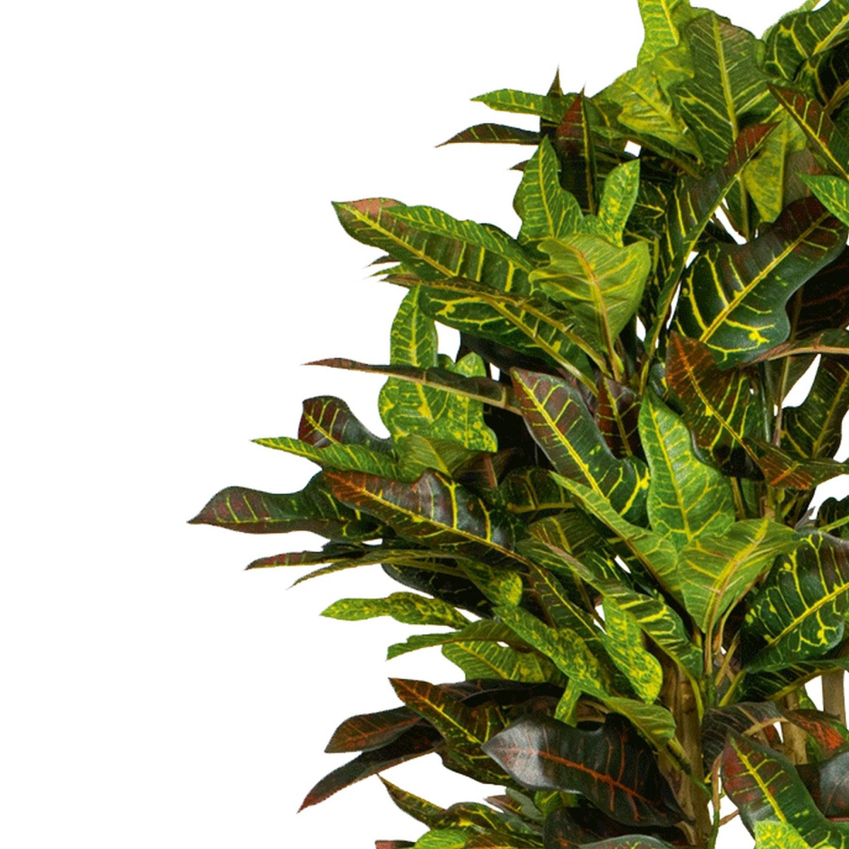 cortex-london-kensington-croton-artificial-tree-150cm-black-plastic-pot