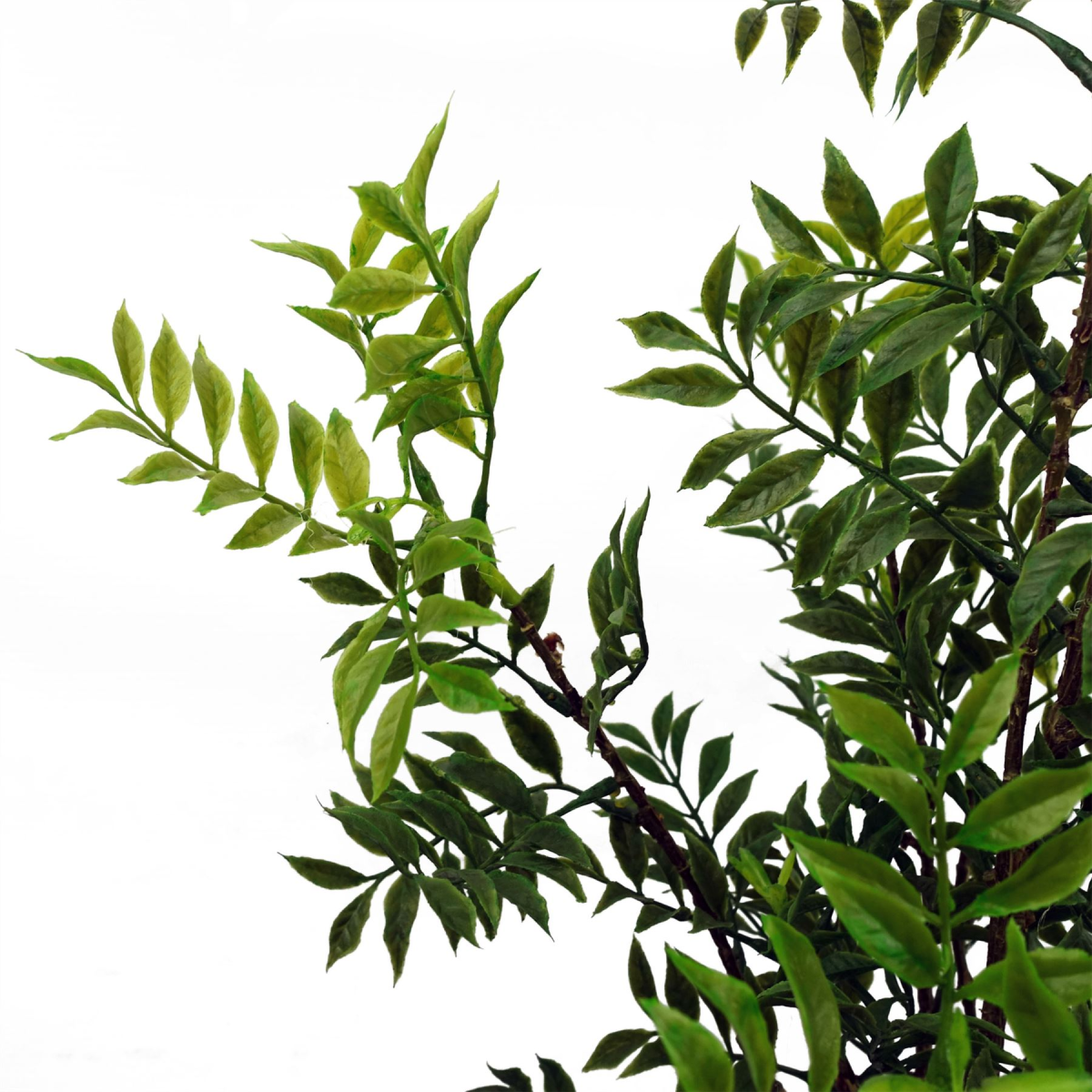 cortex-london-windsor-artificial-nandina-bonsai-ficus-tree-60cm-plastic-leaves