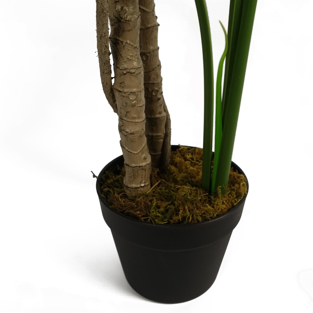 cortex-london-windsor-luxury-monstera-plant-black-pot-gold-metal-planter