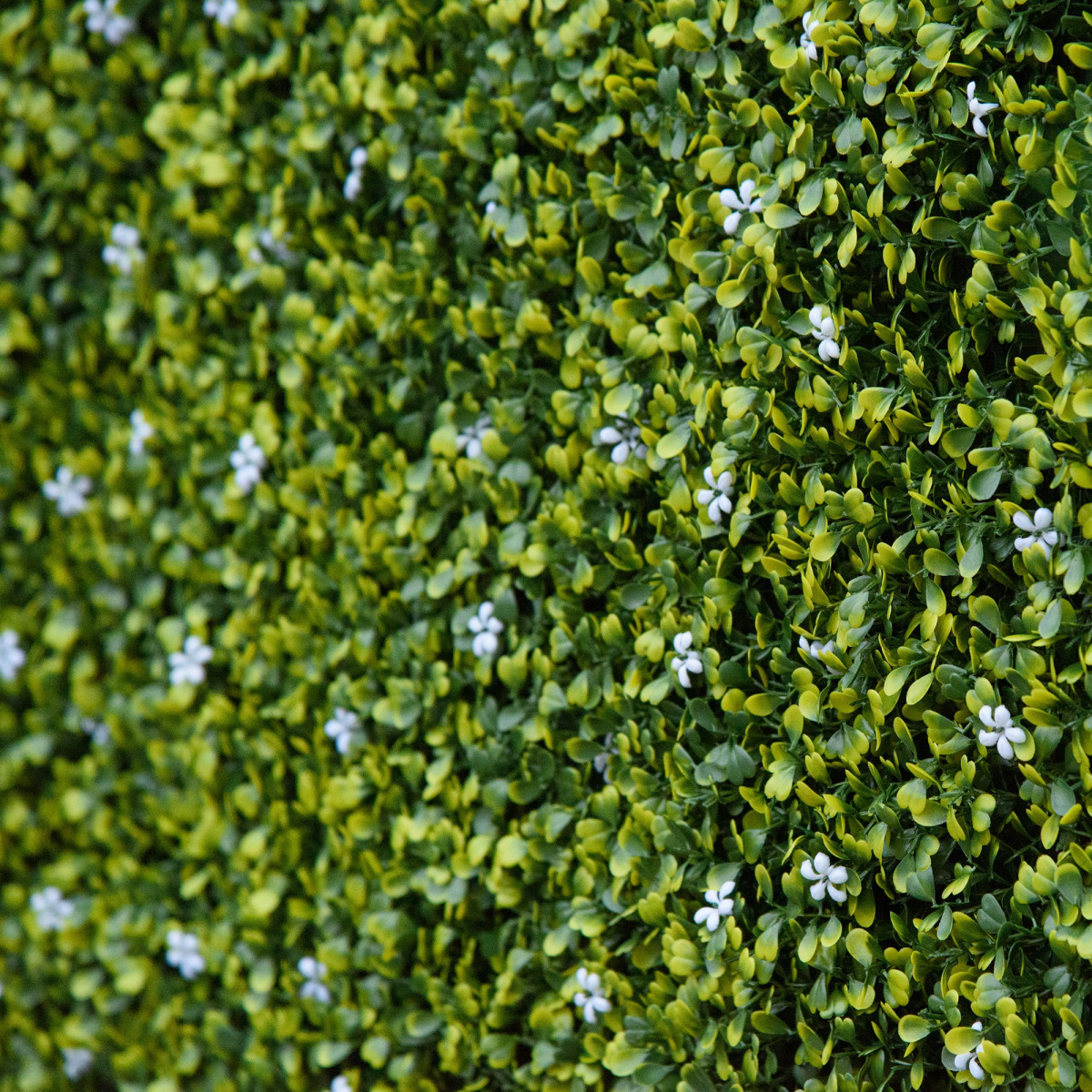 cortex-london-windsor-milan-grass-artificial-boxwood-wall-panels-12-piece-50cm