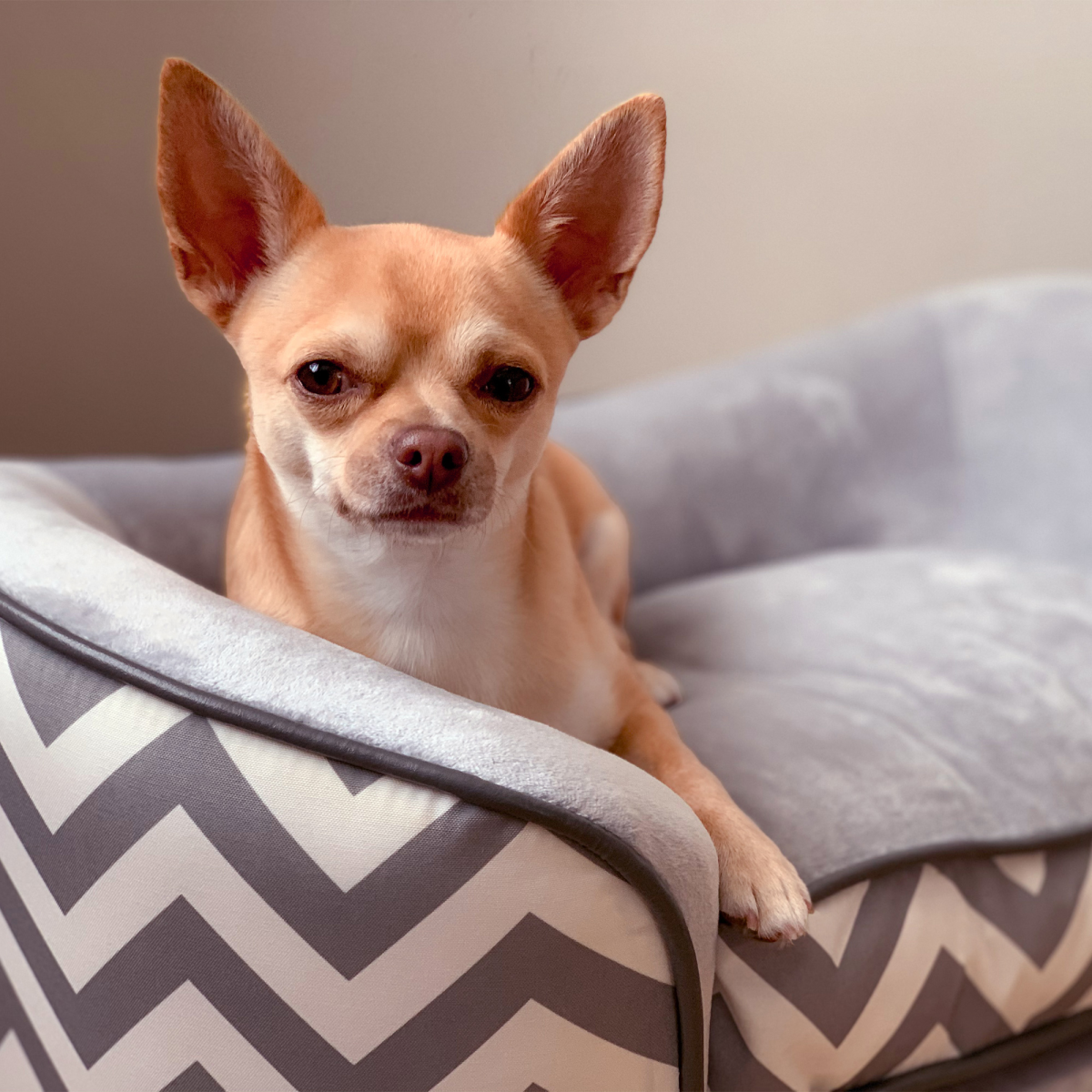 cortex-london-windsor-xs-dog-sofa-grey-removable-cushion