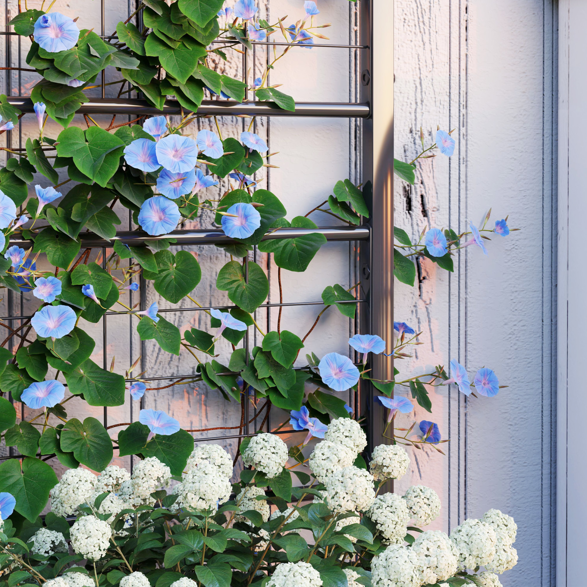 cortex-london-york-black-galvanised-steel-trellis-climbing-plants