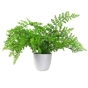 cortex-london-windsor-royal-artificial-fern-plant-30cm
