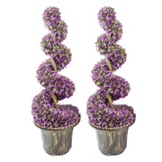 cortex-london-windsor-90cm-purple-large-leaf-spiral-topiary-trees-pair-decorative-plastic-planters