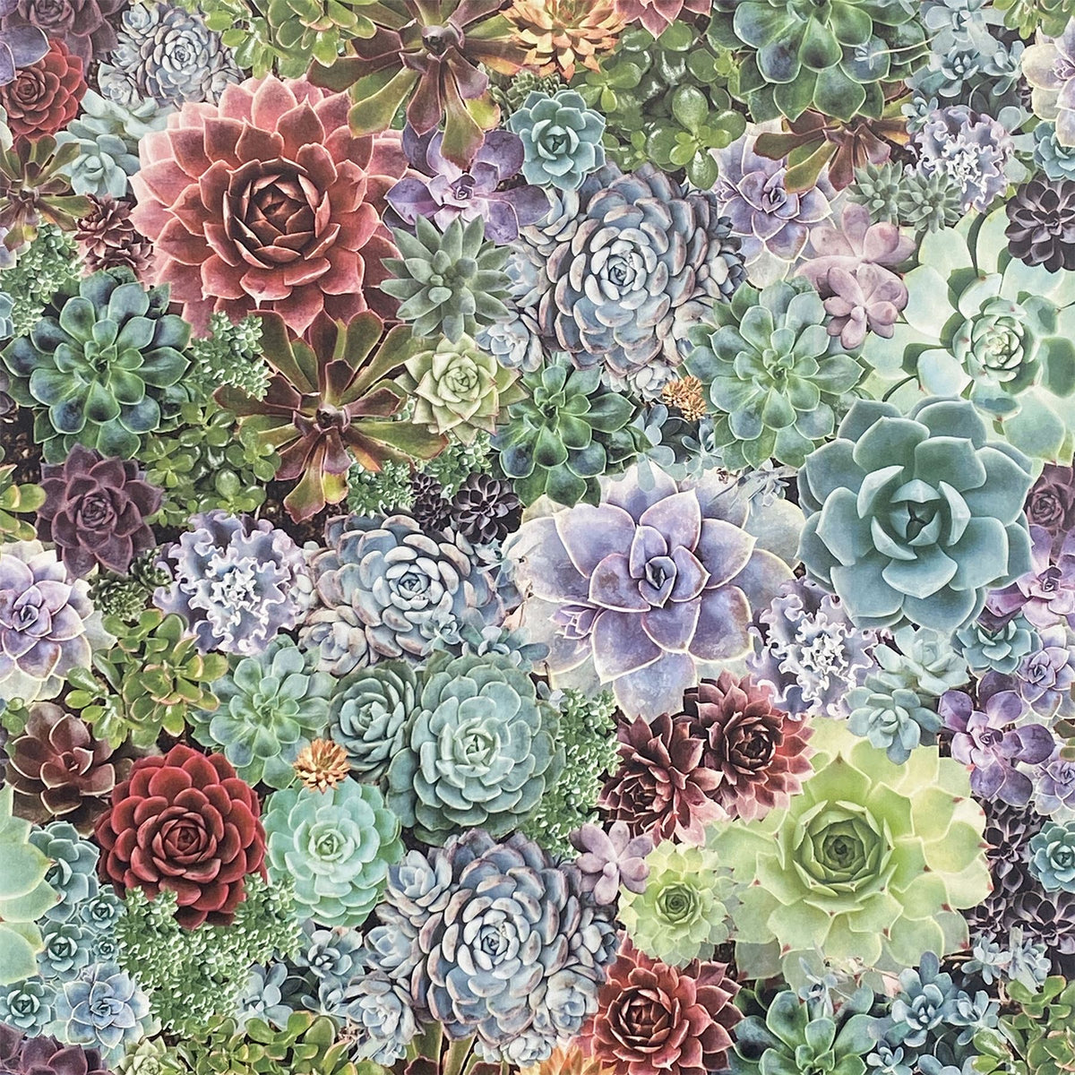 cortex-london-kew-succulent-living-wall-wallpaper-sw12