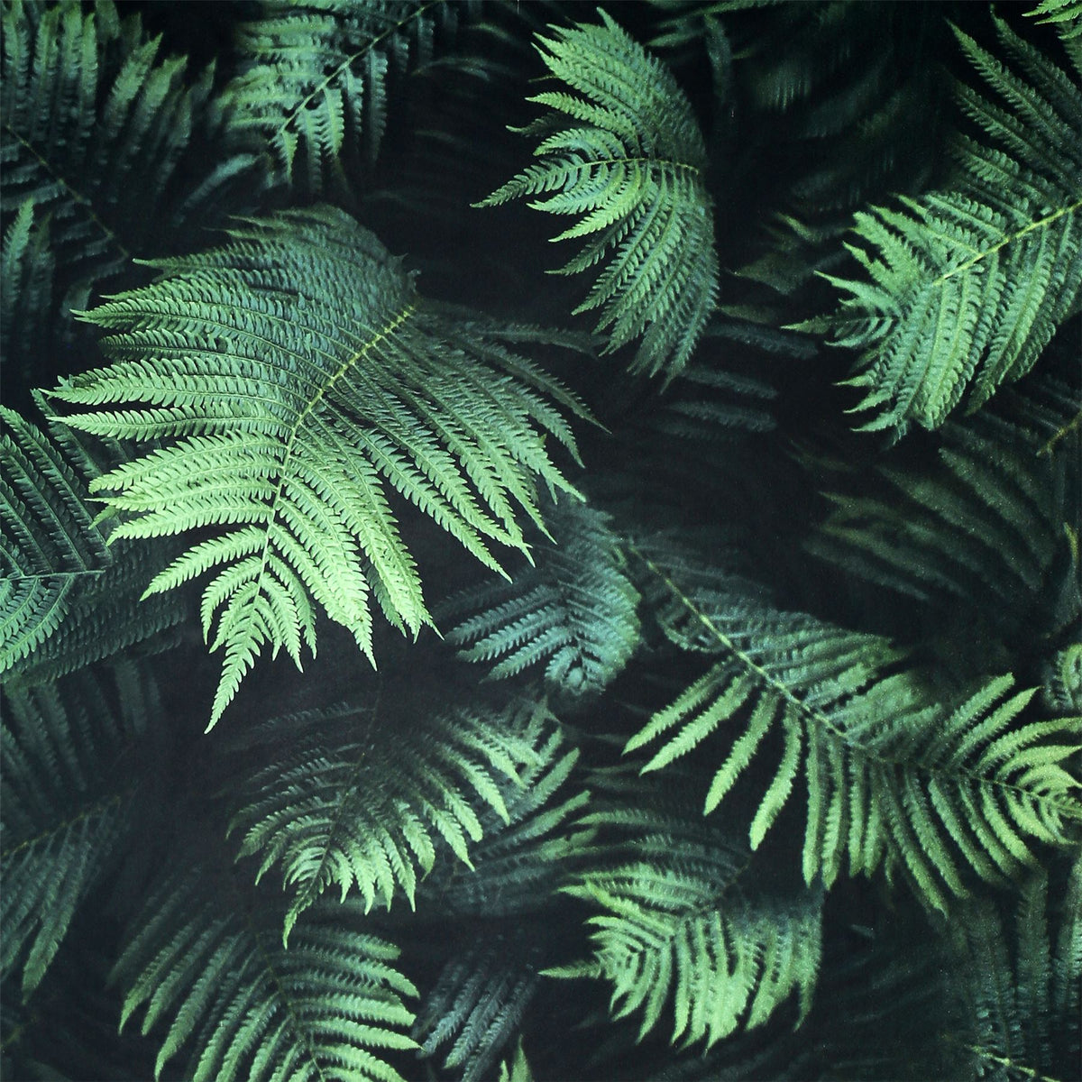 cortex-london-kew-fern-green-photographic-wallpaper