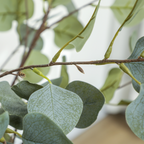 cortex-london-windsor-artificial-eucalyptus-trees-set-of-2-green-120-cm