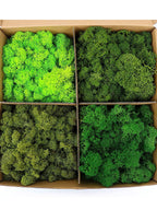 cortex-london-york-moss-floral-display-colourful-resin-decoration