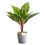 cortex-london-kensington-38cm-potted-artificial-calathea-veitchiane