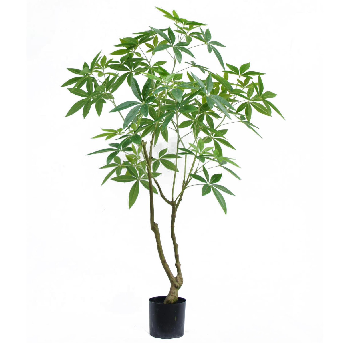 cortex-london-kensington-150cm-artificial-money-tree-pachira-black-plastic-pot
