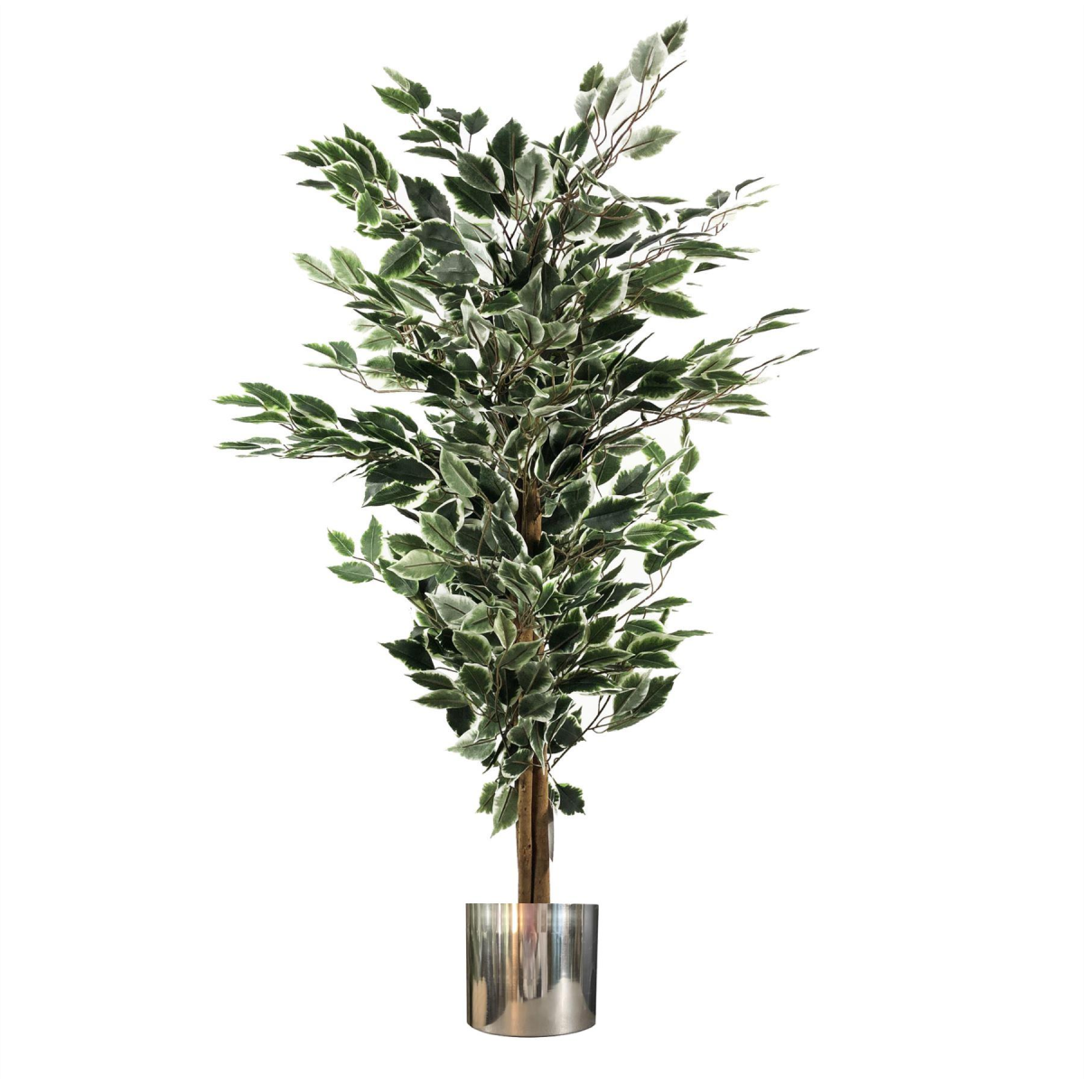 cortex-london-kensington-130cm-variegated-ficus-tree-silver-metal-planter