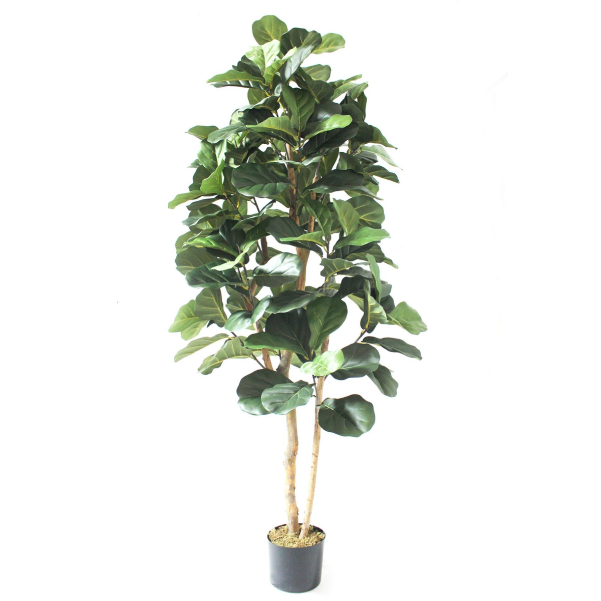 cortex-london-kensington-180cm-artificial-fiddle-fig-tree-black-plastic-pot