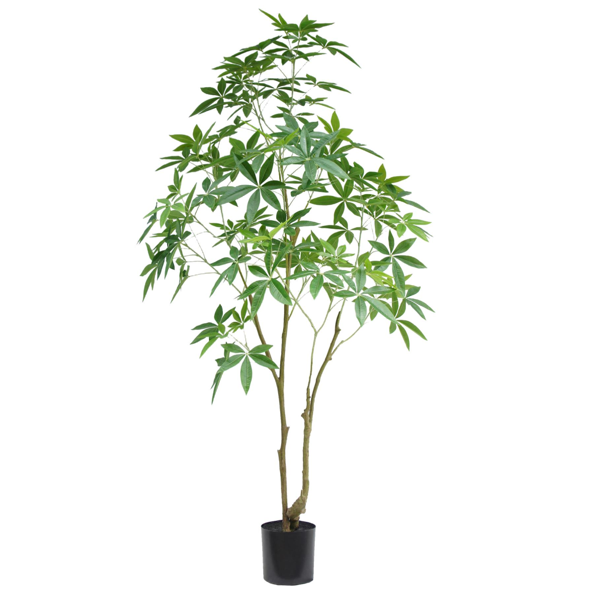 cortex-london-kensington-artificial-money-tree-pachira-210cm-black-plastic-pot