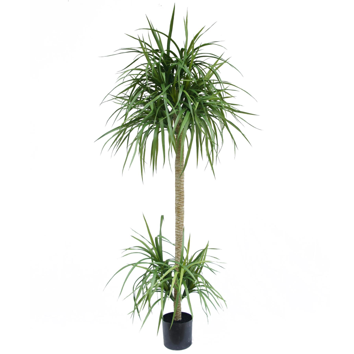 cortex-london-windsor-dracaena-artificial-tree-180cm-black-plastic-pot