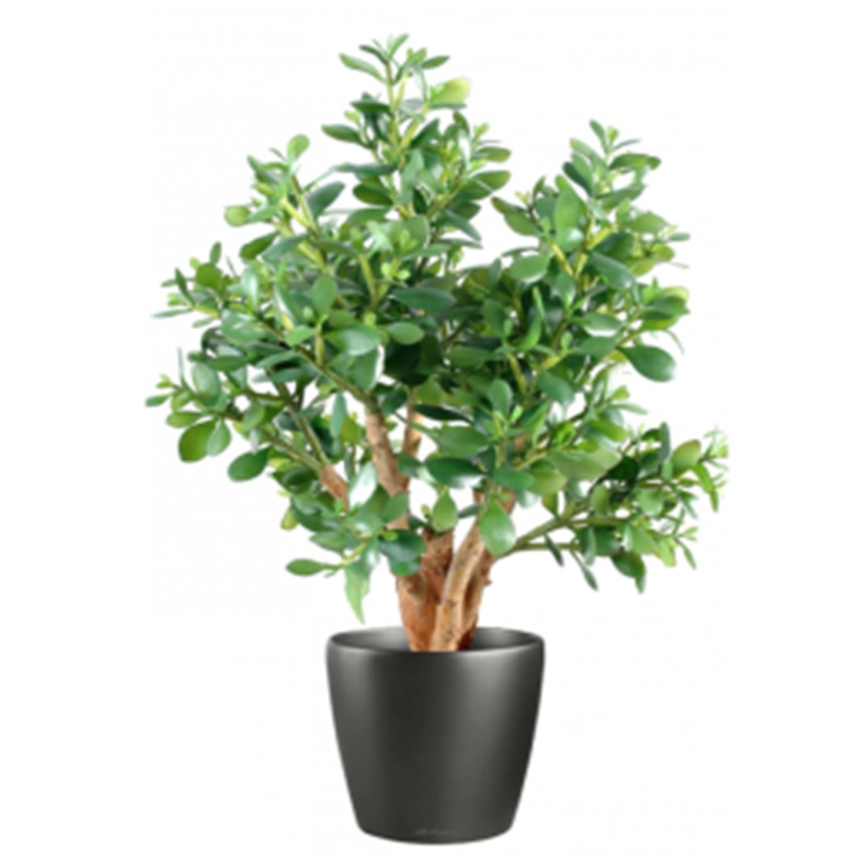 cortex-london-bath-artificial-deluxe-jade-plant-70cm-black-plastic-pot-wired-stems