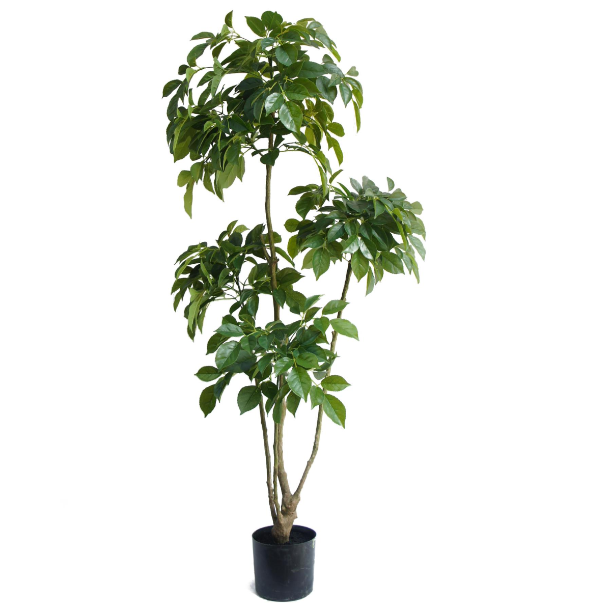 cortex-london-kensington-radermachera-artificial-tree-150cm-black-plastic-pot