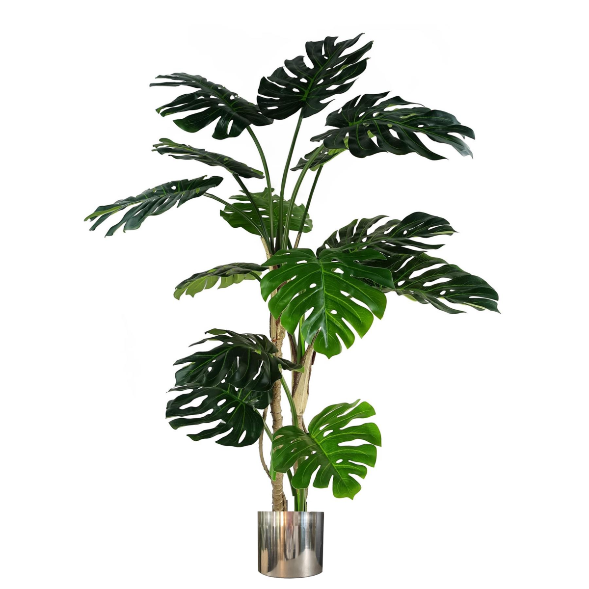 cortex-london-windsor-monstera-plant-150cm-black-pot-silver-metal-planter