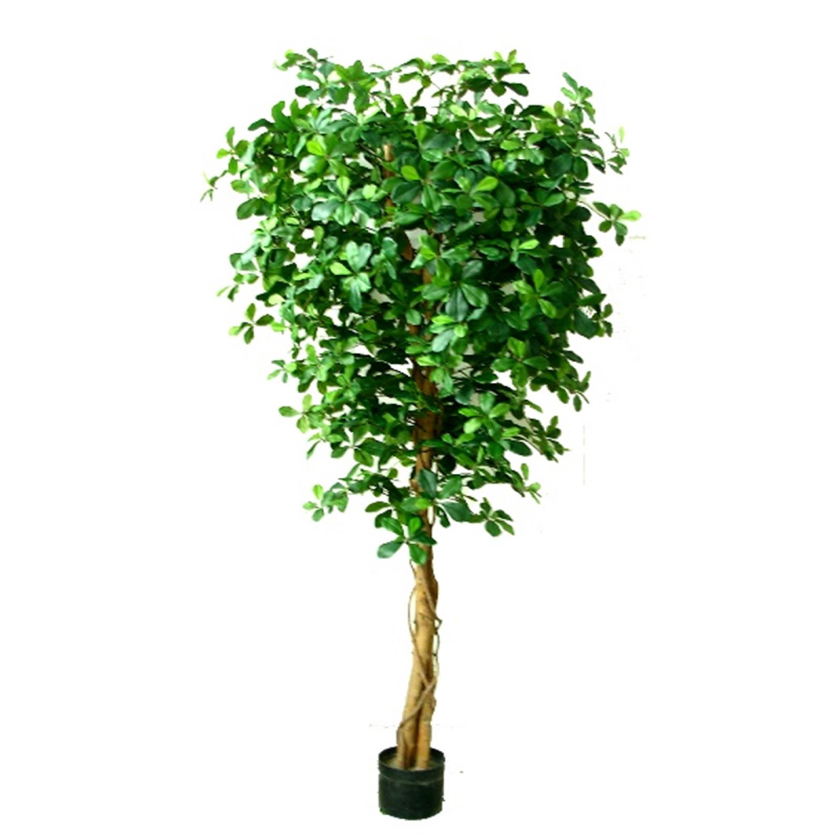 cortex-london-windsor-black-olive-tree-180cm-fire-retardant-natural-trunk