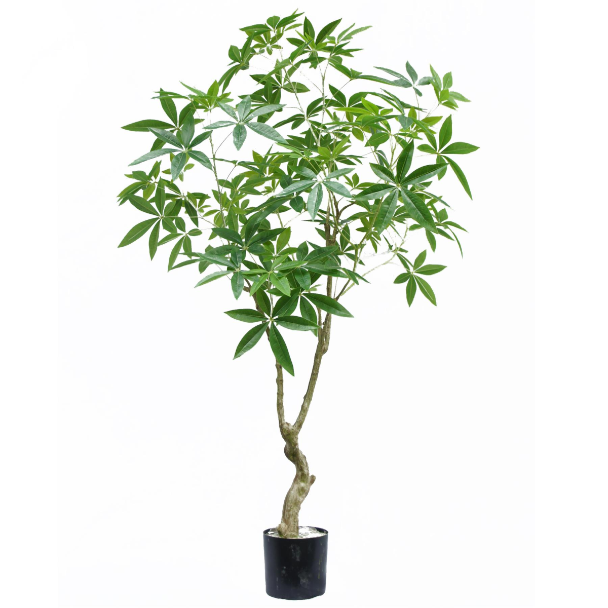 cortex-london-kensington-180cm-artificial-money-tree-pachira-black-plastic-pot