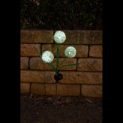cortex-london-bath-solar-allium-bloom-yellow-allium-blooms