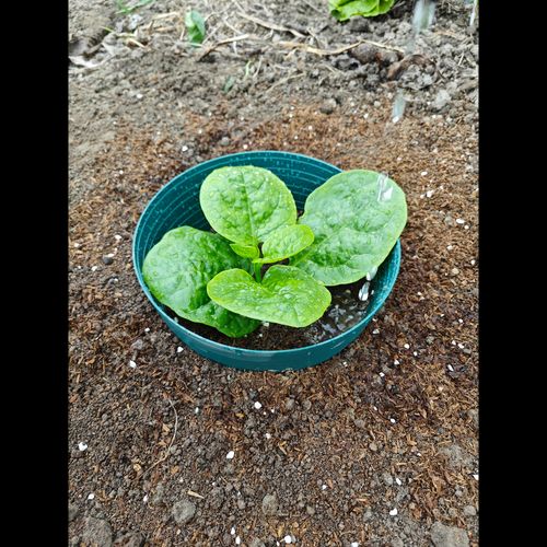 cortex-london-kensington-watering-rings-set-of-5